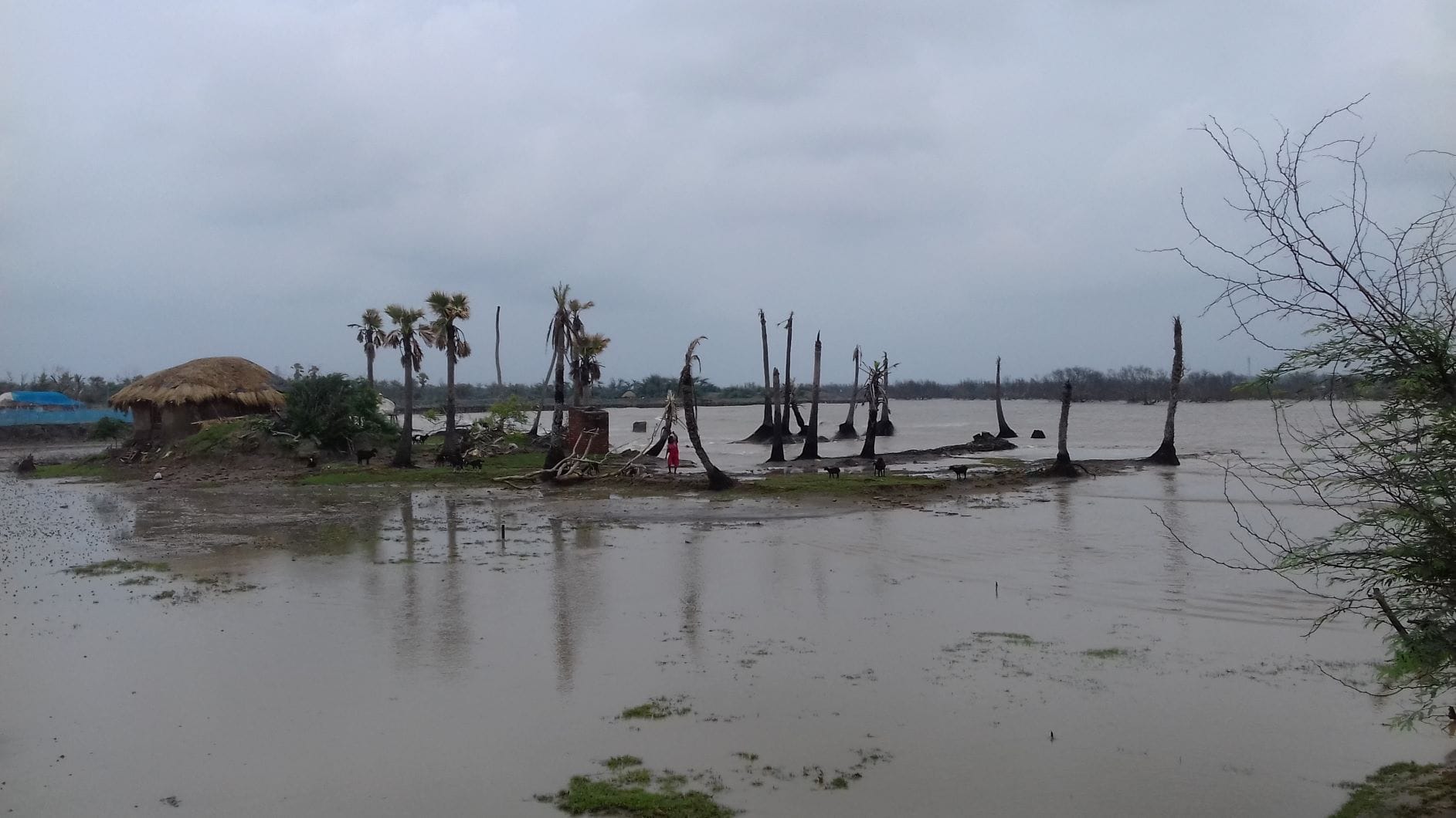 Reimaging Indian Sundarbans 5