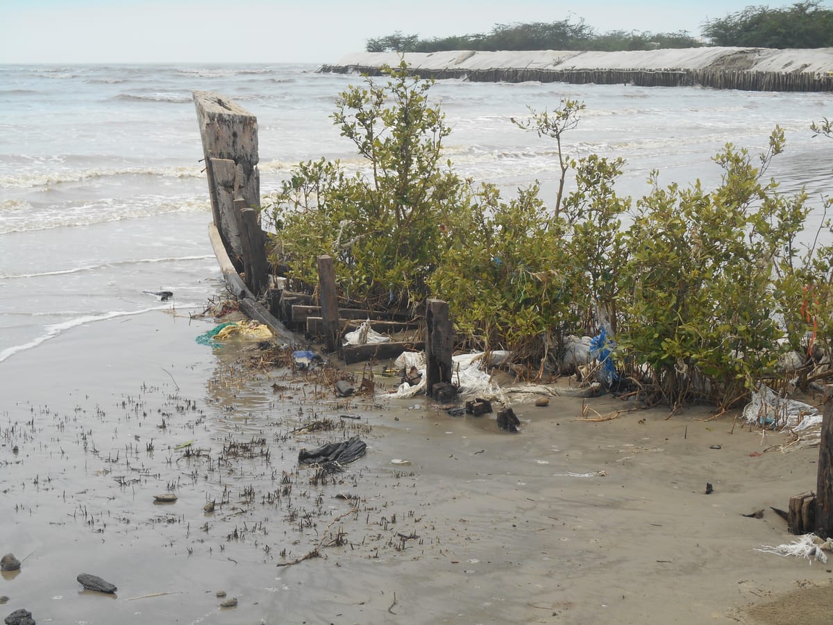 Reimaging Indian Sundarbans 10
