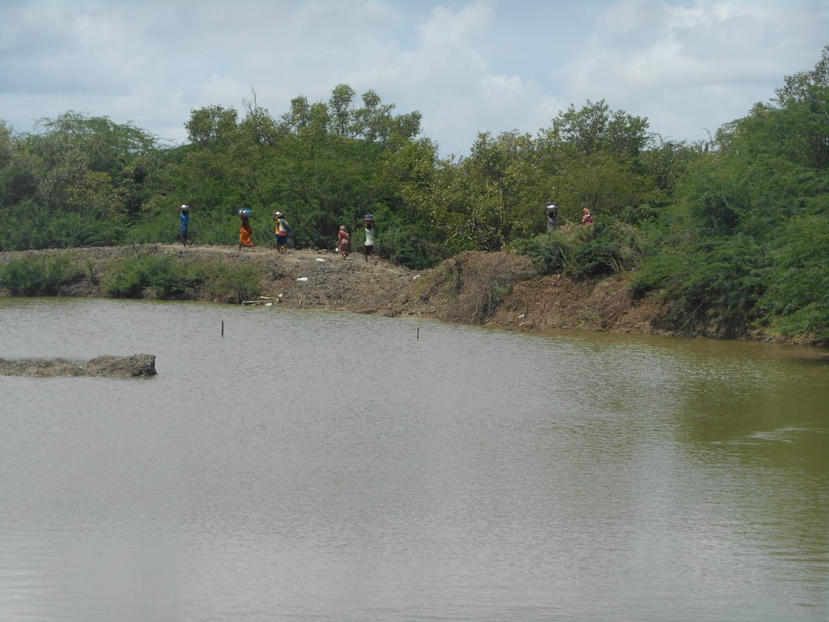 Reimaging Indian Sundarbans 3